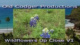Wildflowers Up Close Volume 1