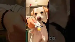 Vita da cani 🐶 EP. 61