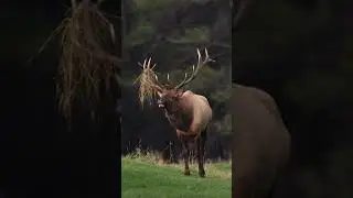 #deer #wapiti