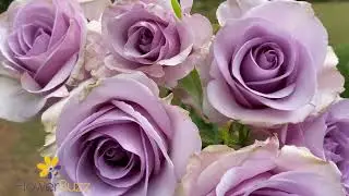 Rose Manhattan Blue