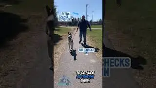 Husky Learns to Chill