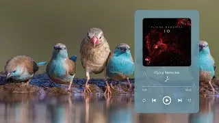 BIRDS & RELAXING MUSIC I TRANQUILITY I 1 HOUR I Flying Memories - Io