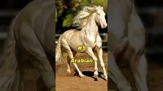 Top 05 fastest horse breeds in the world 🥰😍🤩 #shorts #animals #horse #breed #fastest #top #best