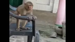 funny monkey swing song 😃😃