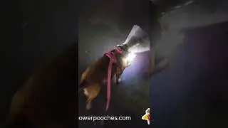Night dog walk not easy with a bucket head. #dog #funnydogs #dogwalk #funny #pets #dogtalk #laugh