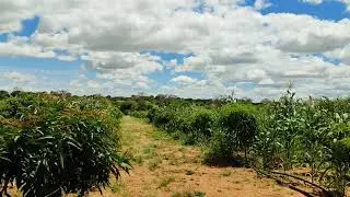 Rooted in Resilience: Dryland Agriculture at Mundani Farms