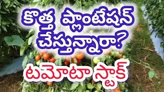 Anantapur tomato market stock/today tomato market rates #Anantapur #agriculture #tomato rate #tomato