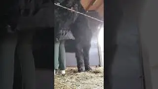 ⚠️schaafwonden doordat ze net luizen heeft gehad⚠️ #horse #bekent #equestrian #edit #stalvlog