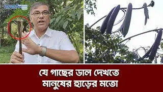 যে গাছ বাড়িতে নিলে ঝগড়া হয় | কানাইডিঙ্গা গাছ | Midnight Horror | Daily Jaijaidin