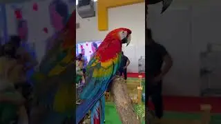 HOW Many COLORS ?? Most Expensive Bird | Mayur Dev Aquascaper | Scarlet Macaw