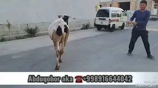 Abduqohor akani mesni Buqasi sotiladi +998916644042