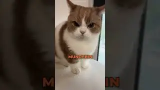 Почему кот манчкин такой несчастный 😔