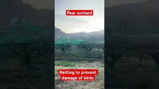 Netting in Pear to prevent bird damage # pear #farm #agriculture