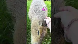 Did You Know Capybaras Make Sounds?