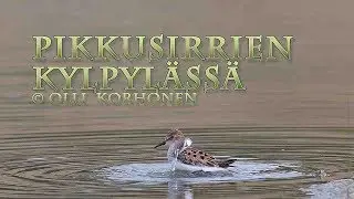Muuttomatkalla olevat pikkusirrit kylpev&auml;t kivilouhoksella