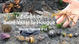 Inventaire Faunistique sur L'Estran de Saint-Vaast-la-Hougue