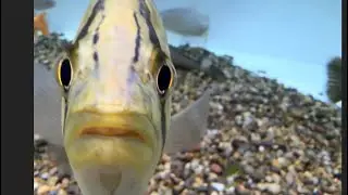 🐠Fresh water fish pet store, axolotl, soft shell turtle, pufferfish 🐡 all kinds colorful 🐟