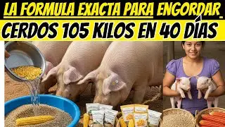 La fórmula exacta para engordar CERDOS 105 kilos en 40 días con mezcla casera SIN GASTAR MUCHO