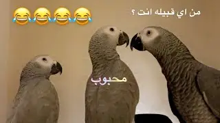 سعيد بن تركي - ببغاء كوكو الخبل والكاسكو الجديد ضحك 😂😂🔥