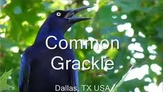 Common Grackle / Great Tailed Grackle Bird Sounds
