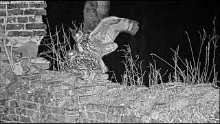 Tristan Brings Isolde a Snack 🦉 02/04/25 02:53