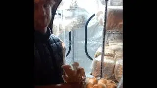 Cultiver les champignons, une passion qui prend racine