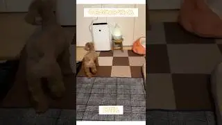 【トイプー5歳】#27 今日のじゅうべえくん