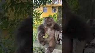 FAT MONKEY eating #animals #animation #shorts