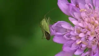 Travni&scaron;ka stenica - Calocoris affinis (Herrich-Schaeffer, 1835)