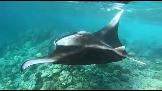 maldivid thoddu