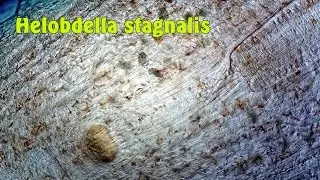 Helobdella stagnalis