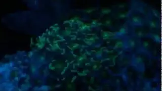 Biorb life night light