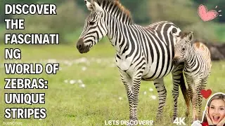 Discover the Fascinating World of Zebras: Unique Stripes, Social Behavior, and Life in the Wild