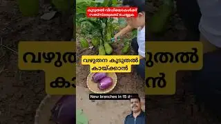 വഴുതന കൂടുതൽ കായ്ക്കാൻ #farming #food #agriculture #satisfying #gardening #tools #malayalam #food