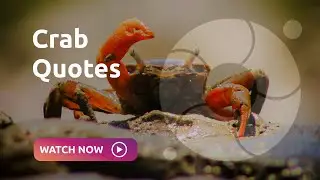 Crab Quotes