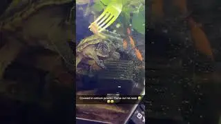 Gave Shelldon a little treat. I think he liked it! #fish #turtle #aquarium #pets
