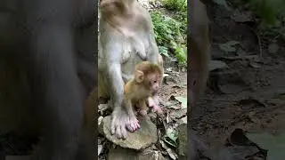 AWW MONKEY | WITH MOM | MONKEY FUN EVERY DAY