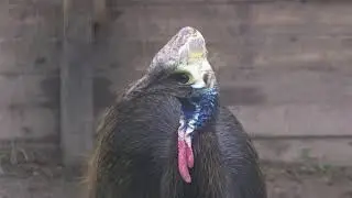 Казуар звичайний, або казуар шоломний (Casuarius casuarius) - southern cassowary
