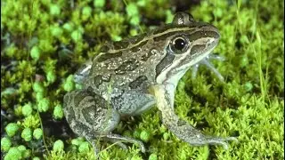 Frog meeting saond madicel chinc for