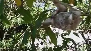 Young Sloth at University of Costa Rica - February 2017