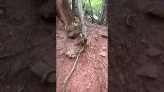 Zion trees