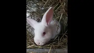 Babbity's First Kindle, Kit Progression, and Morning Carrots!