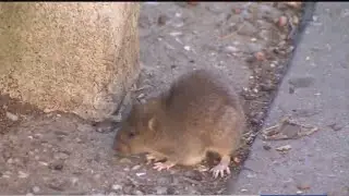 Rats, beware! NYC hiring &lsquo;somewhat bloodthirsty&rsquo; director of rodent mitigation
