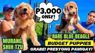WOW! P3,000 LANG MAY MAGANDANG PUPPPY KA NA! | MURANG RARE BLUE BEAGLE SA BOCAUE PET MARKET UPDATE
