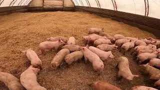 Bringing feeder pigs home