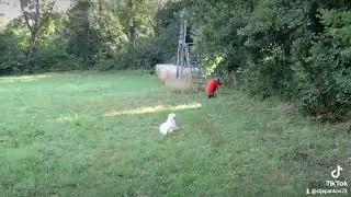 &Scaron;kolovanje lovačkih pasa www.tara.hr