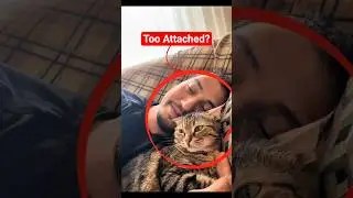 Top 4 Animals Who Caught Feelings 😳 #1 Feels Unreal #FunnyAnimals #CuteAnimals #Shorts