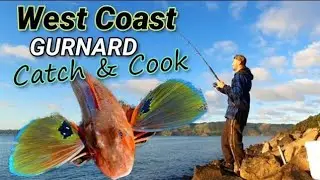 MANUKAU Harbour Fishing - GURNARD Catch & Cook