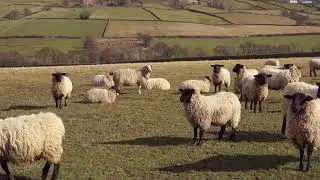 Penning lambs
