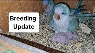 Breeding Update Of My Shed In Jeddah Saudi Arabia 0554963563
